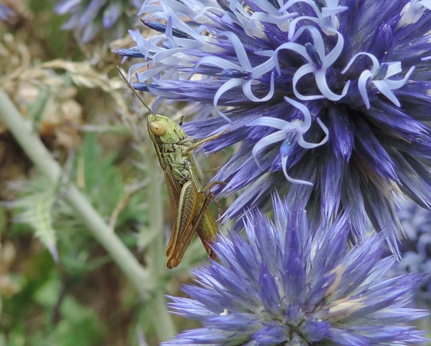 Euchorthippus declivus?  S, maschio